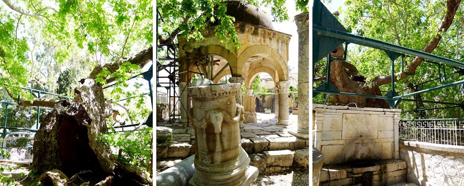 Old Town of Kos and Hippocrates’ Tree